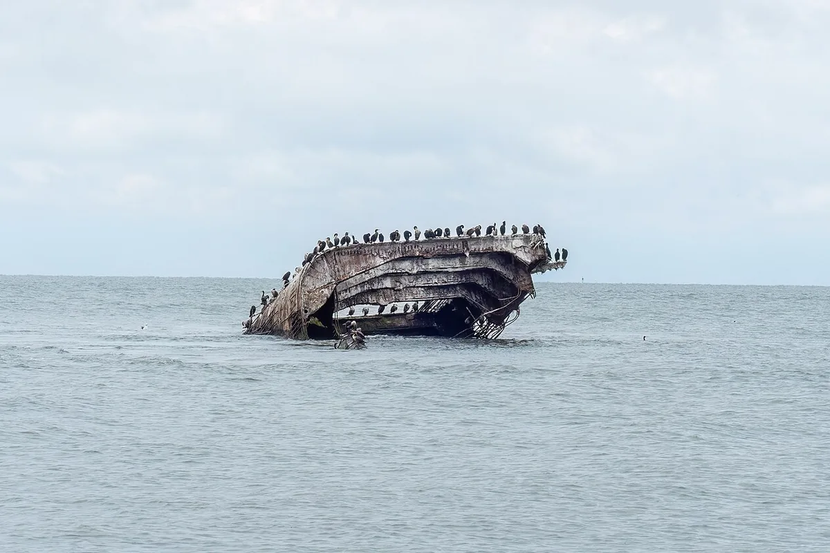 The concrete hull of the SS Atlantus breaking the surface off Sunset Beach, New Jersey, with cormorants perched along it.